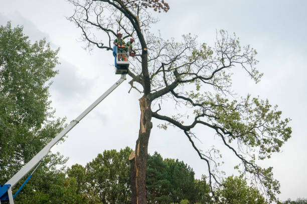 How Our Tree Care Process Works  in  Braddock, PA